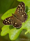 Speckled Wood